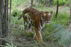 Bannerghatta National Park